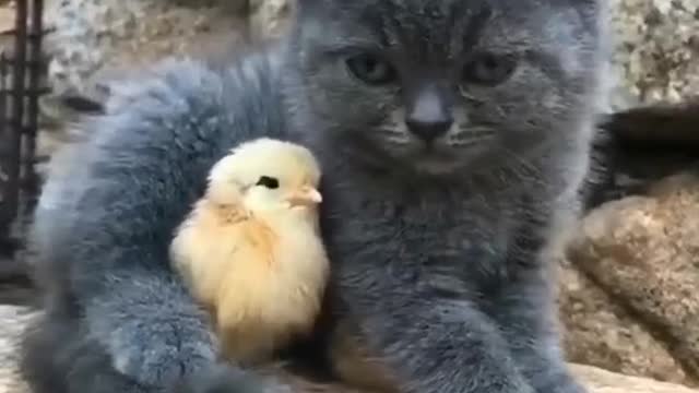 Cute Black Cats loving and playing with Chicken 😊