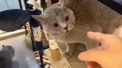 Cat funny video