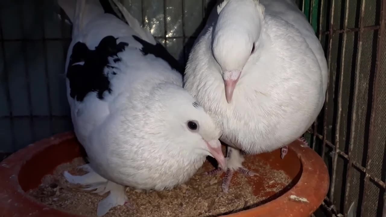 Female Pigeon Cuddling Sound!