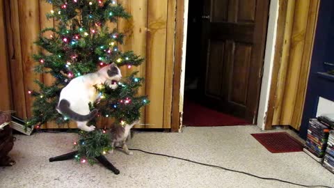 Cat Leaps Into Christmas Tree