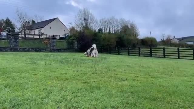 Long Lost Golden Retriever Reunited With His Family! They Go Crazy!!