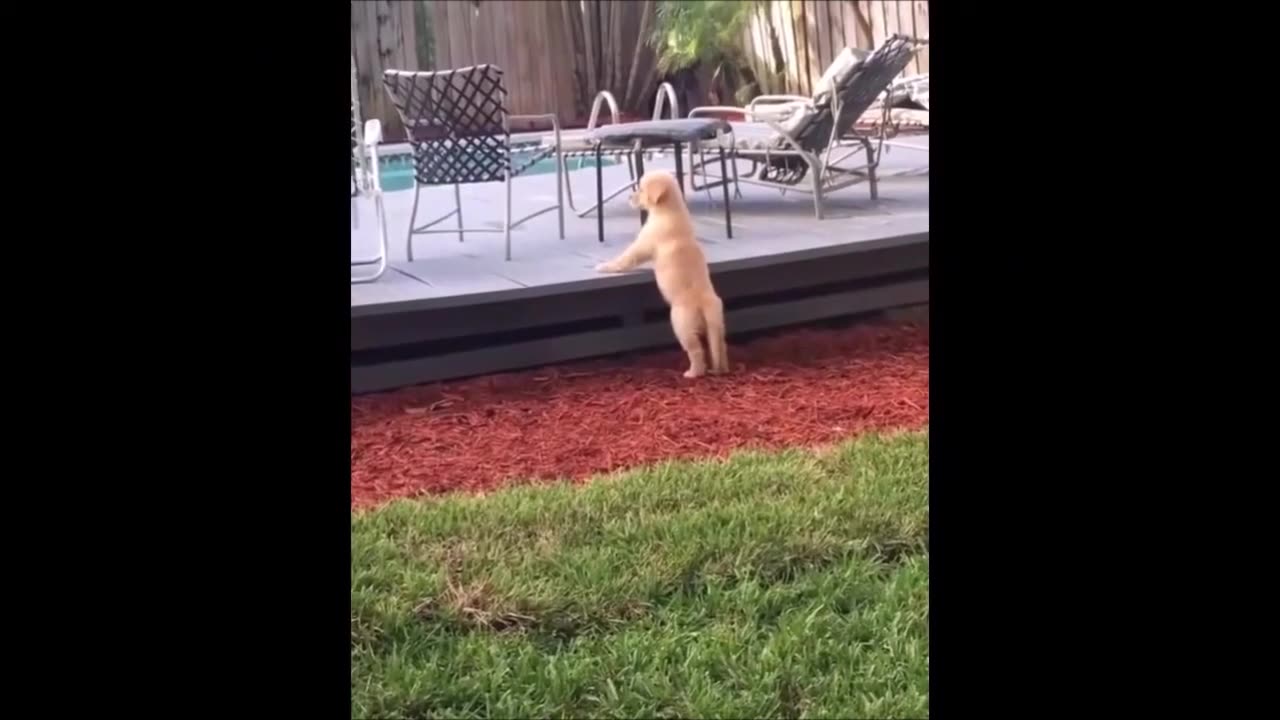 Episode 10 - Unwind with pets