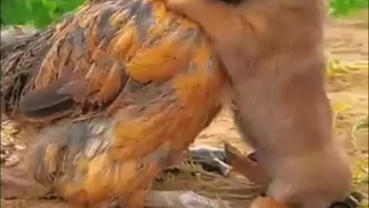 Friendship / puppy and chicken . A beautiful moment