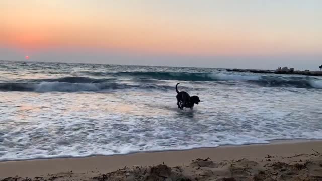 the best view in the world the dog and the sunset are wonderful