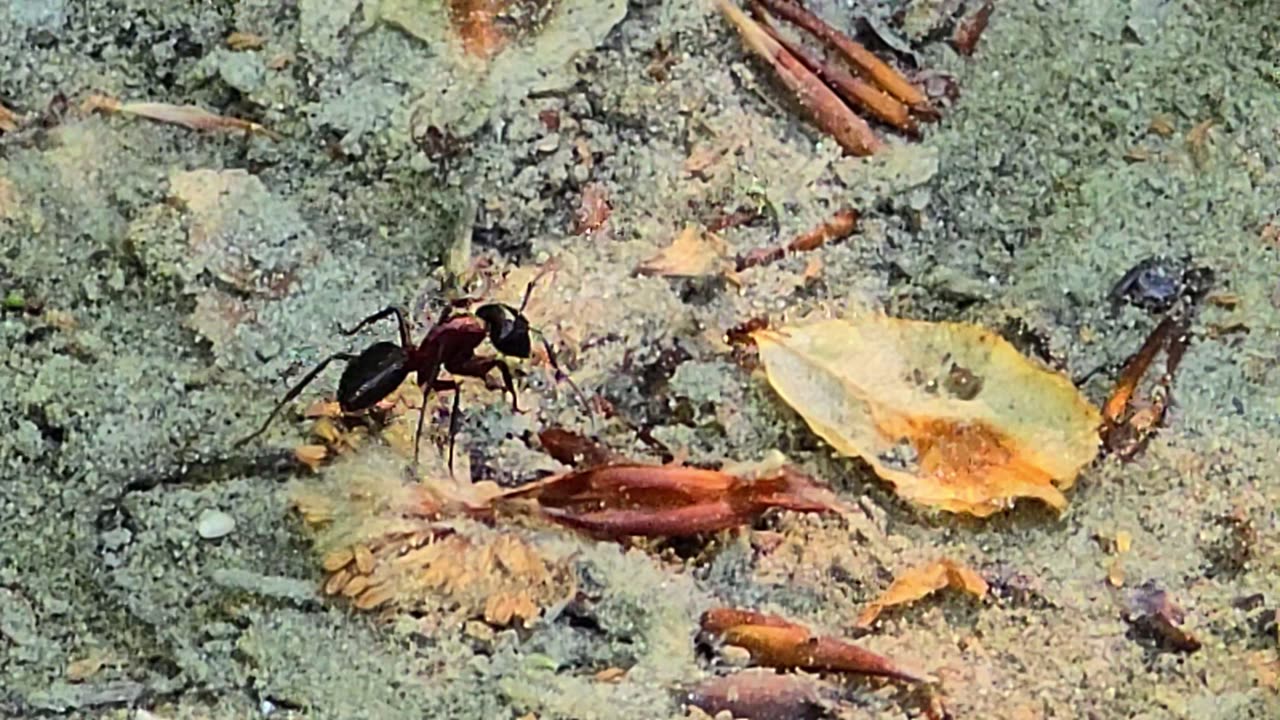 Black ant in close-up / a very beautiful insect on sandy ground.