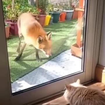 "Feline Fear: How a Brave Cat Sends a Wolf Running"