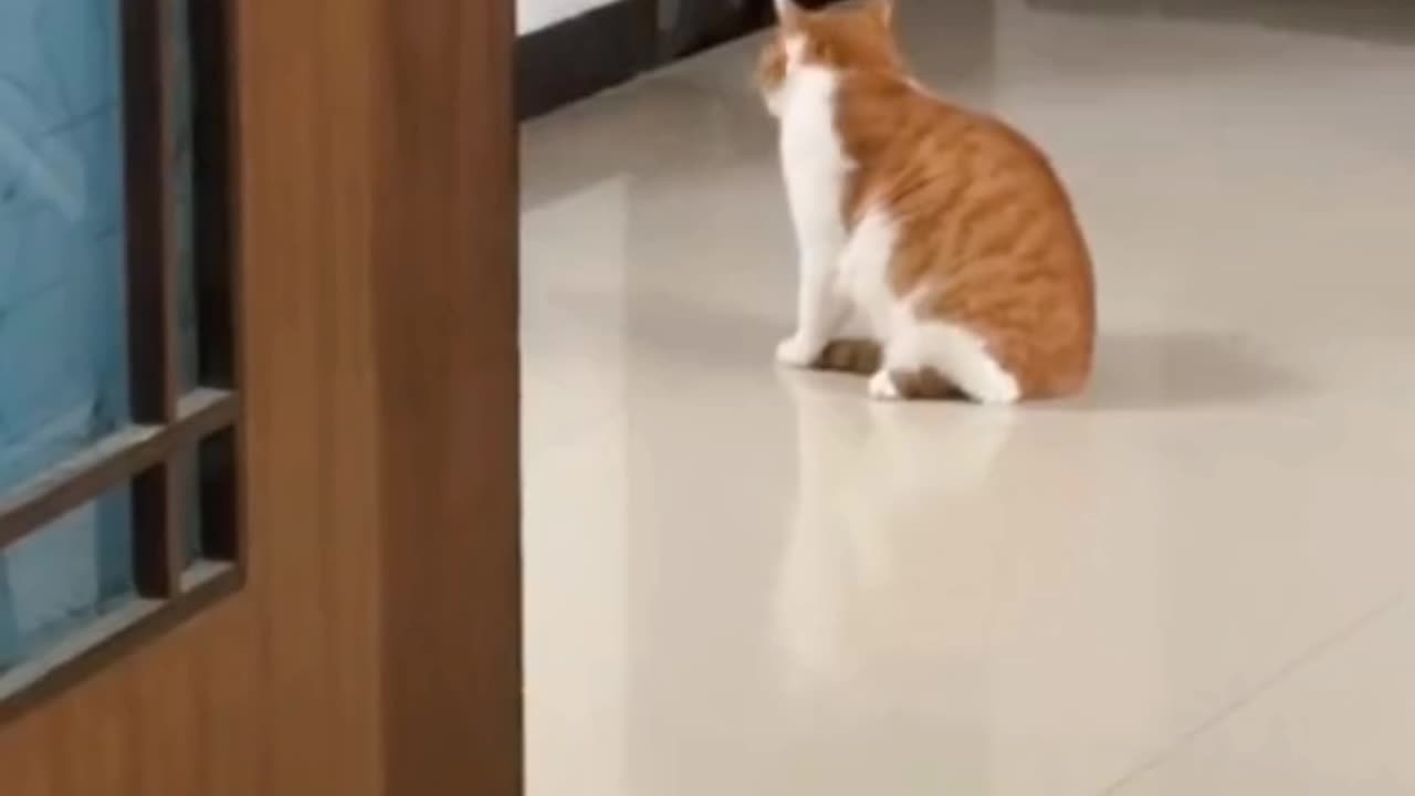 THE CAT IS PLAYING ALONE