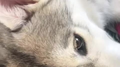 husky Puppies Hugging