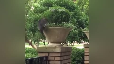Best funny video
