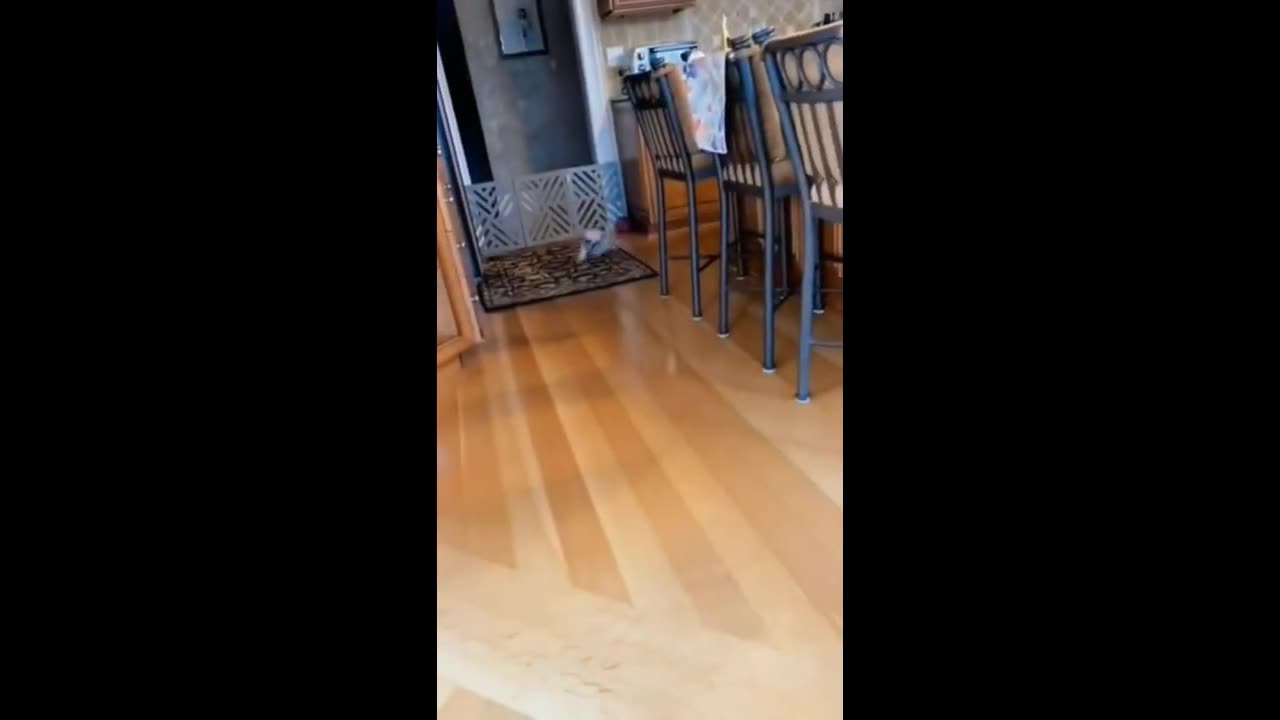 funny animals clip