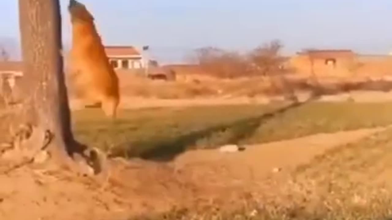 Impressive dogs having fun