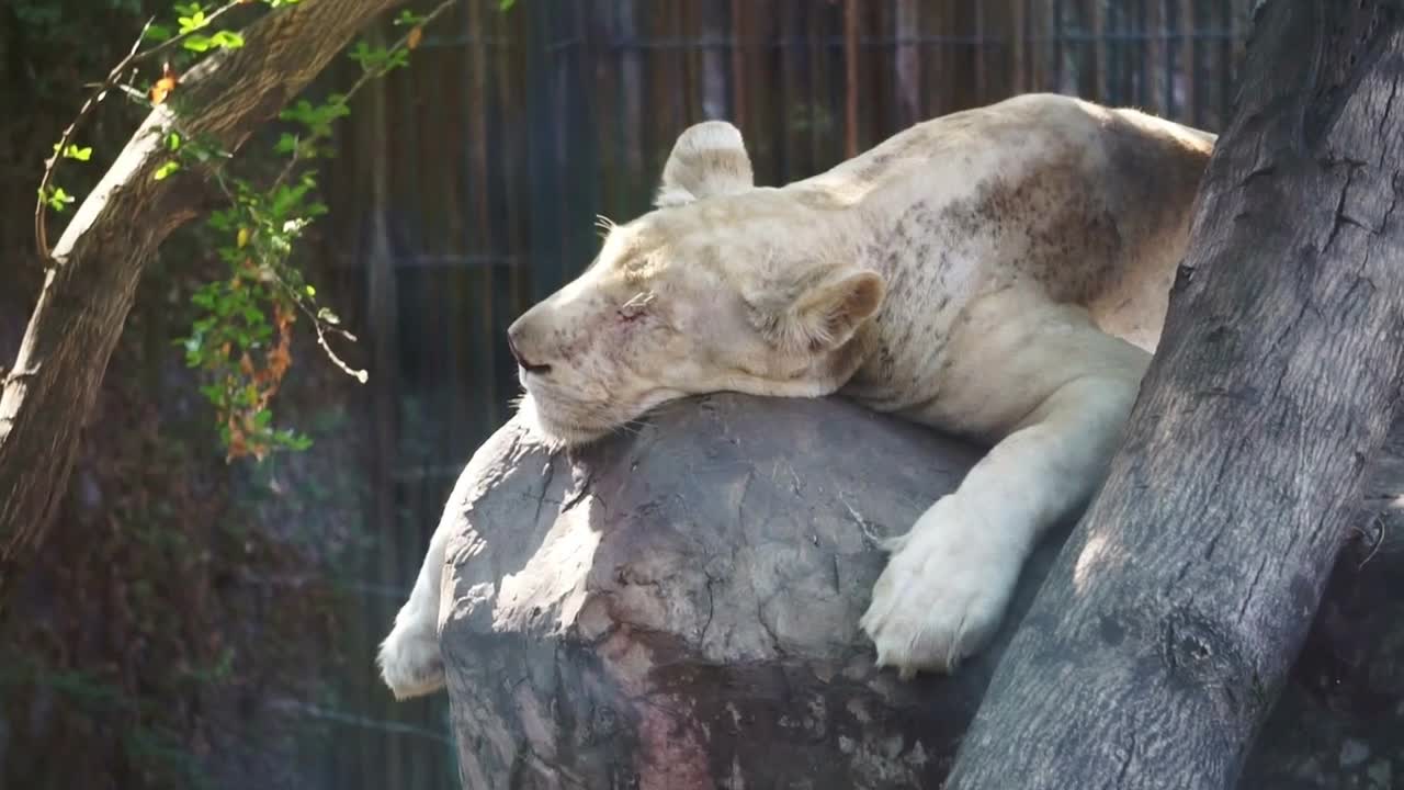 Old white lion sleeping under the tree shade in summer day