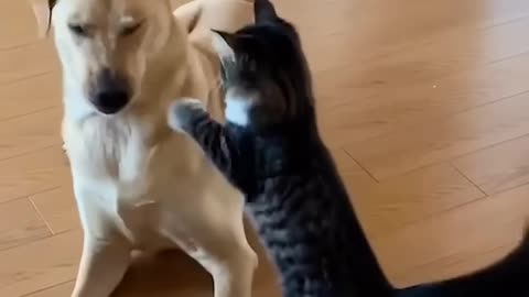 WRESTLING BETWEEN DOG AND KITTEN 🤣🤣