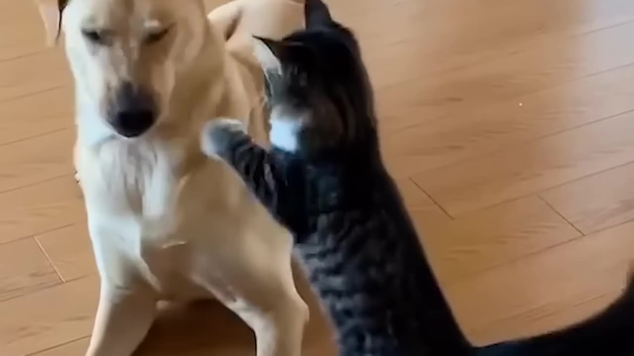 WRESTLING BETWEEN DOG AND KITTEN 🤣🤣