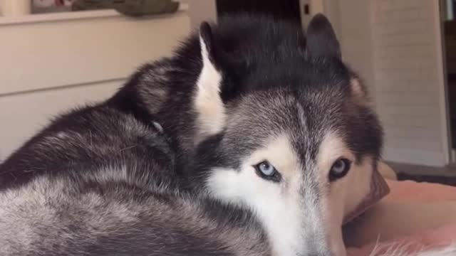 When meekathehusky demand her attention 🤧
