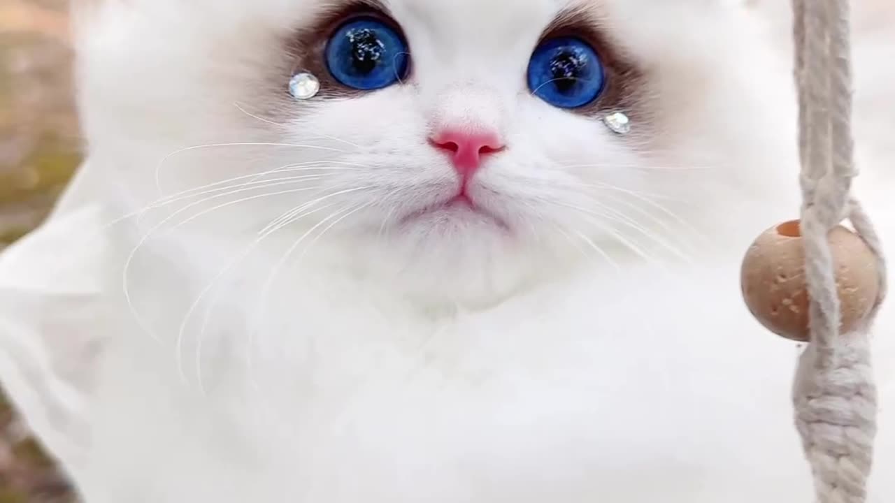 Very cute cat 😍