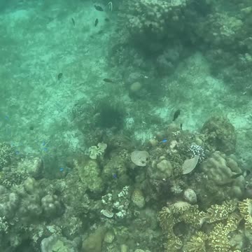 Snorkeling Over Nature’s Comeback, A Reef Revival