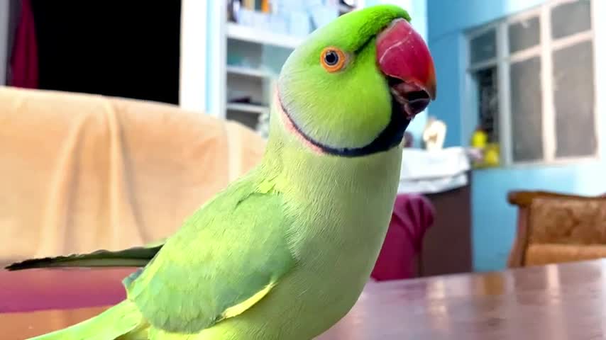 Funny Parrot Talking and Dancing | Funny Pet video | Intelligent Parrot