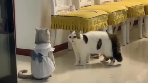 Funny cat videos2022 /cat funny video😂😂😆😄😅