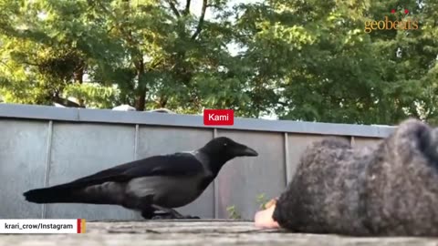 Wild crow visits woman daily to play games