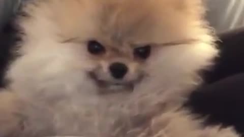 Best funny cats and dogs....🐶🐱🐕🐈