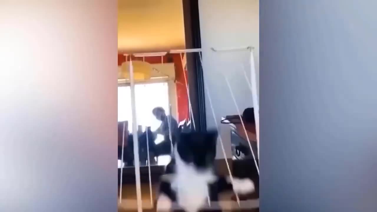 Funny Animal Videos 06/08/2023