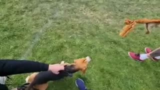 Dog show