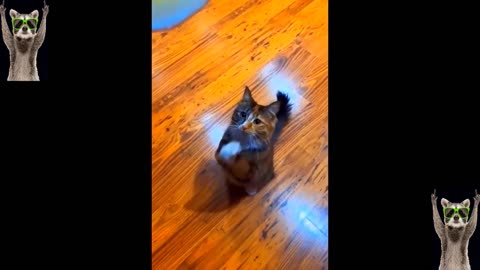Funny animals