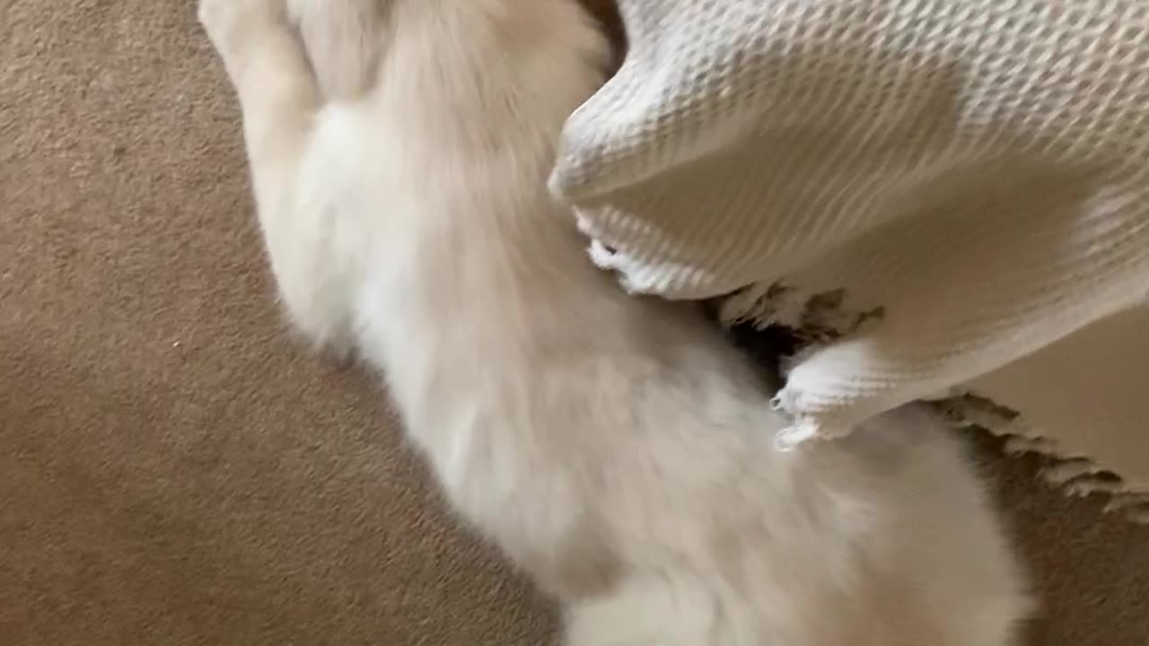 Introducing a Golden Retriever to His New Little Brother