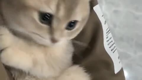 The cat sees the world tenderly with round amber eyes.