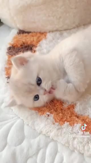 Sweet cute baby kitten