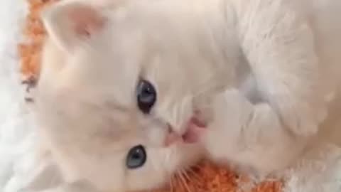 Sweet cute baby kitten
