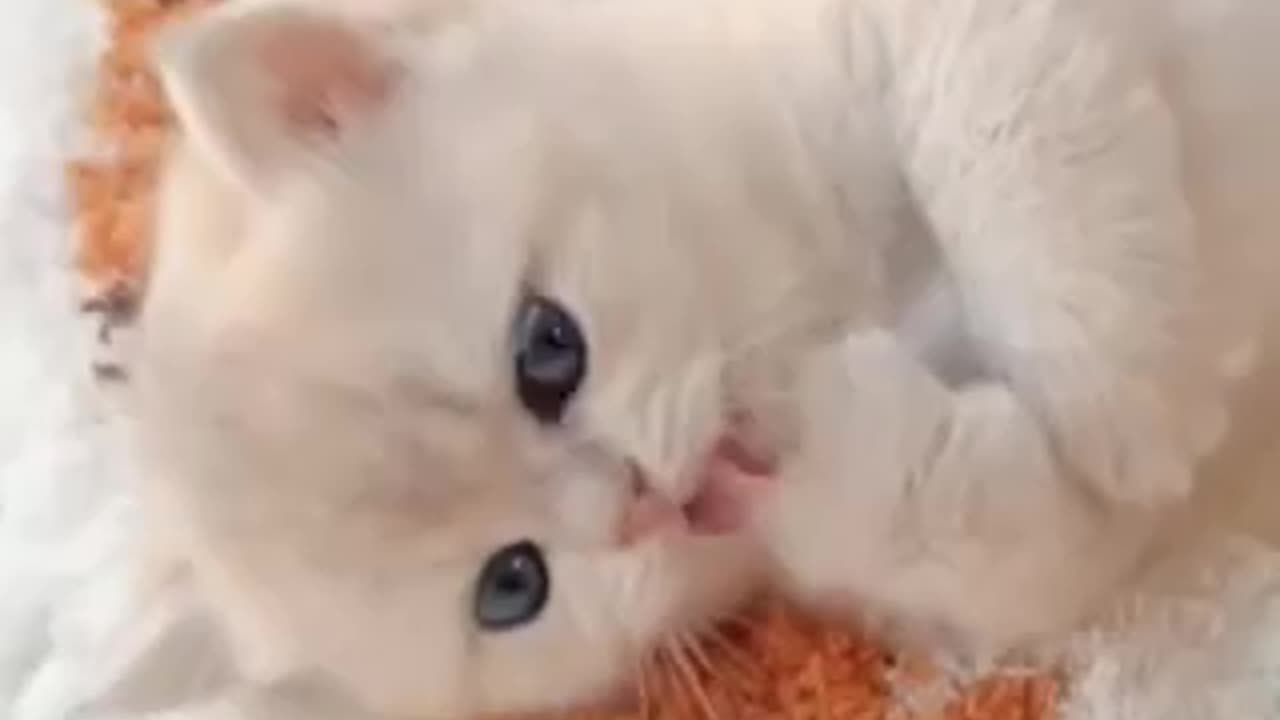 Sweet cute baby kitten