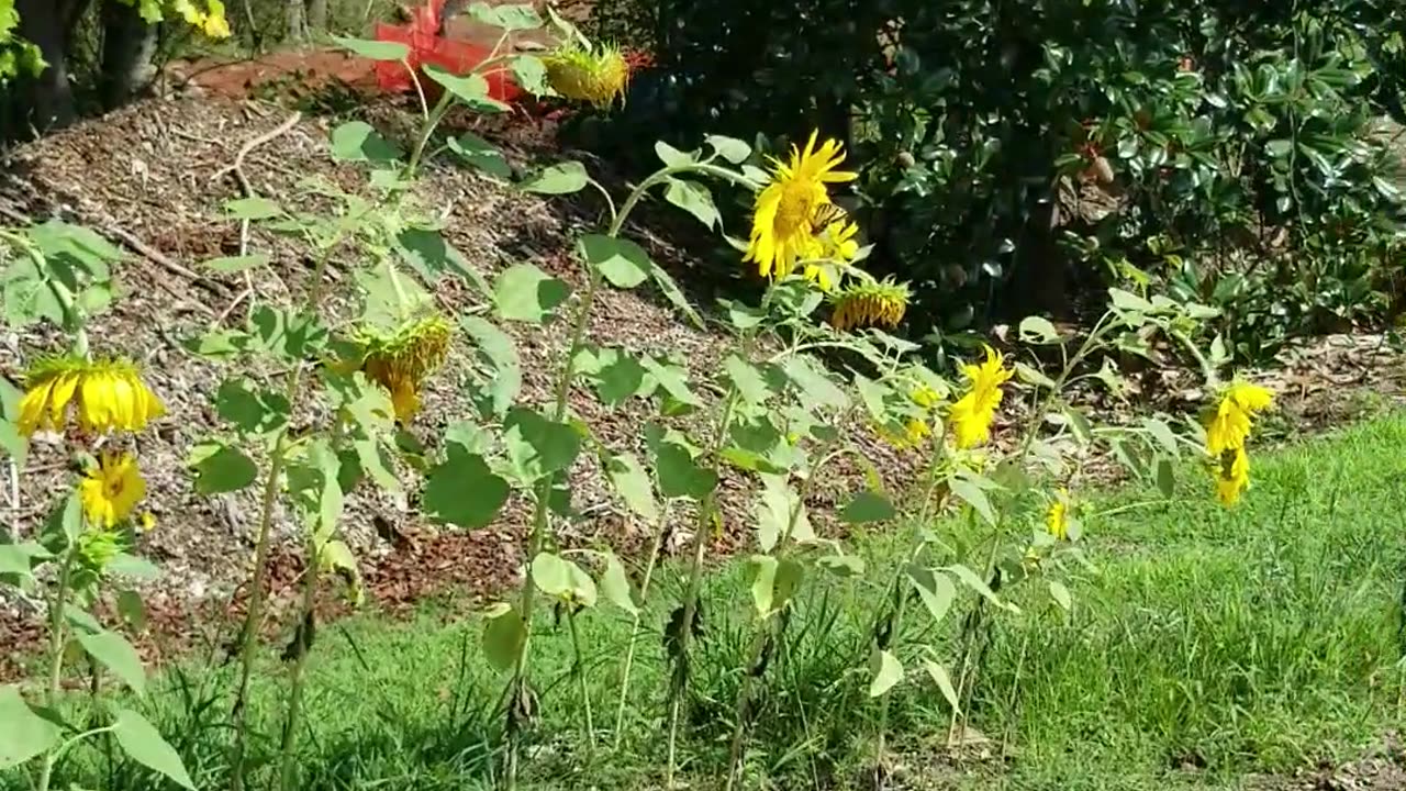 Harvesting our Corn and Okra you win some and you lose some but TRY!