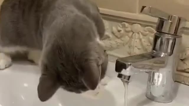 Cat Struggles to Drink Water From Tap