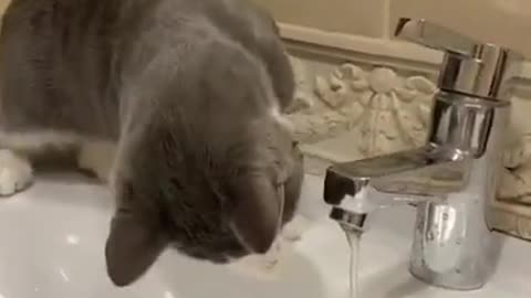 Cat Struggles to Drink Water From Tap