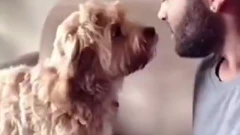 Funny Cat and Dog