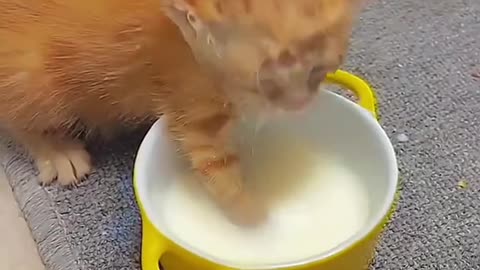 Cat and Milk