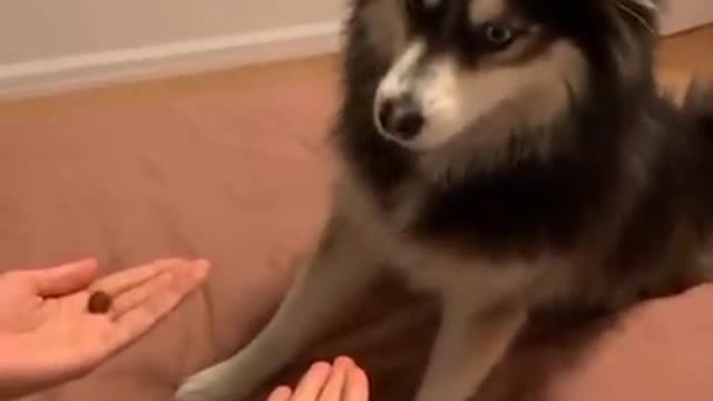 Super Funny Dog Videos - pet lover