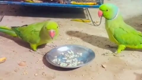 Parrots make various noises