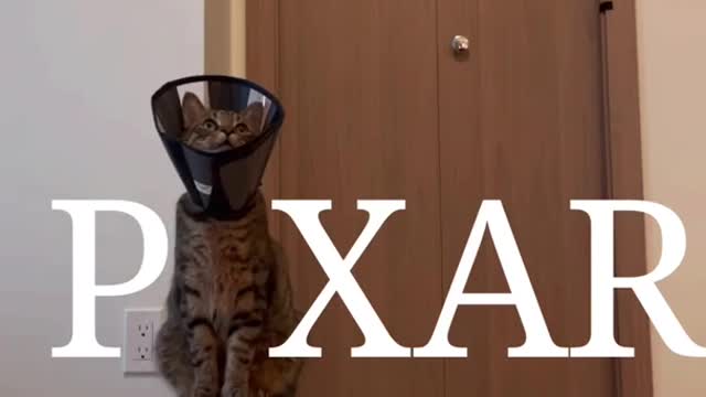 Pixar Cat Intro