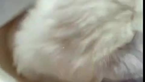 Funny Cat