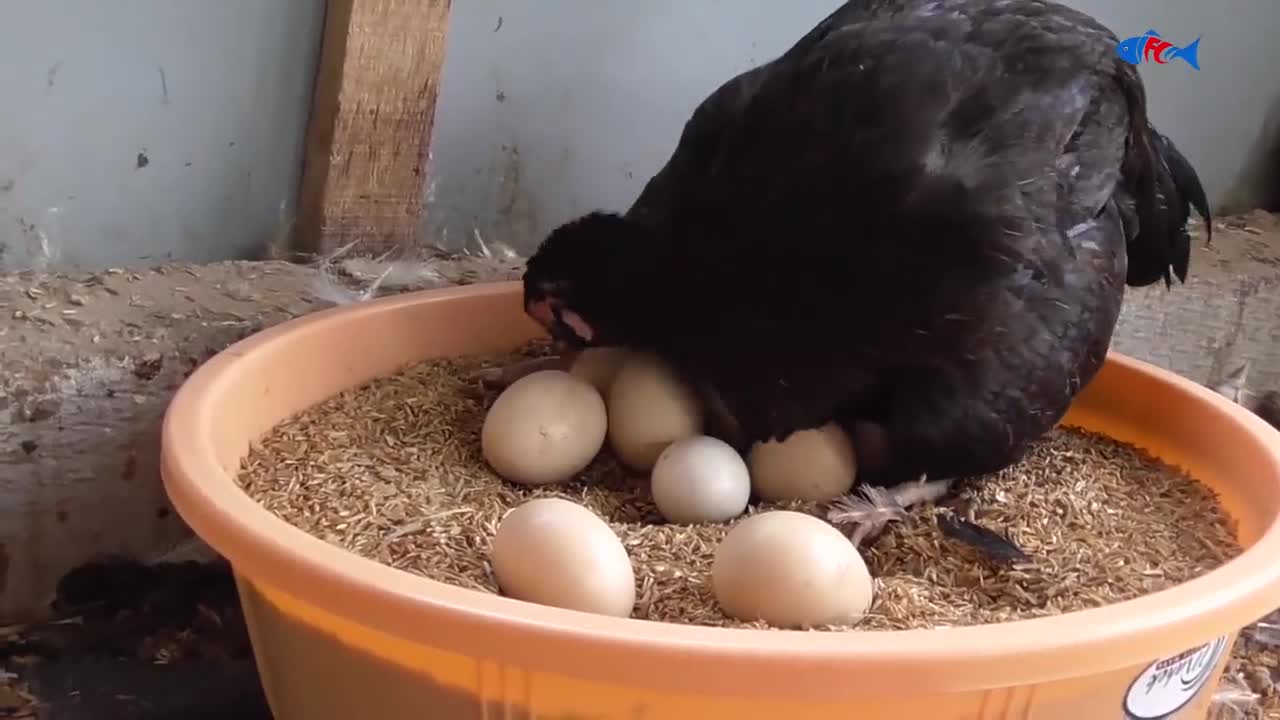 Amazing BORN "MURGI" Hatching Eggs in chaff to Chicks Born - Crazy Hen Harvesting Eggs to chiicks-20