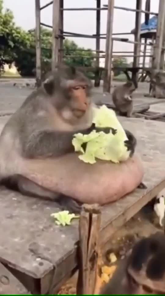 compilation | baby animals 79 | cute animals 79 | kids #shorts