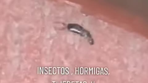 INSECTOS DANDO LAS VUELTITAS.. MANIPULADOS CON RADIACION