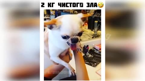 New Funny Videos 2023 😍 Cutest Cats and Dogs 🐱🐶 Part 14