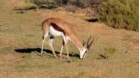 An Antelope Feeding On Grass