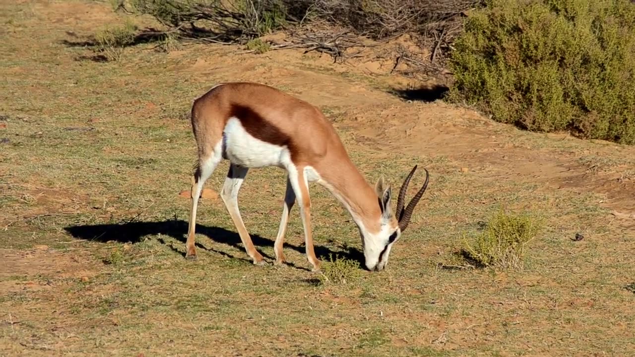 An Antelope Feeding On Grass