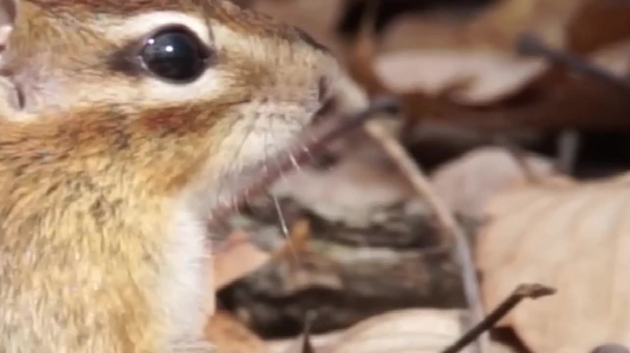 Eastern Chipmunk