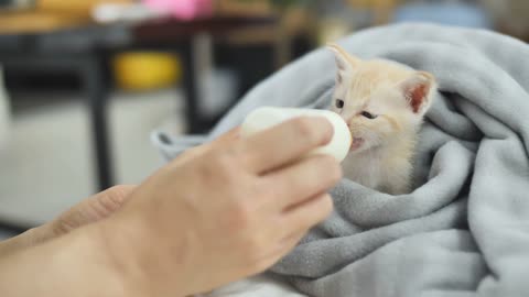 Little cat drinking milk #cats